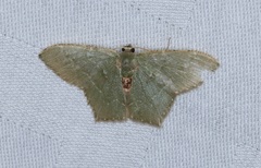 Hemithea marina