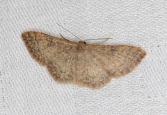 Idaea costiguttata