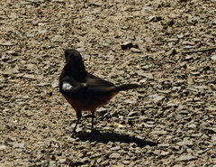 Thamnolaea cinnamomeiventris