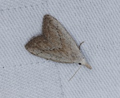 Meganola brunellus