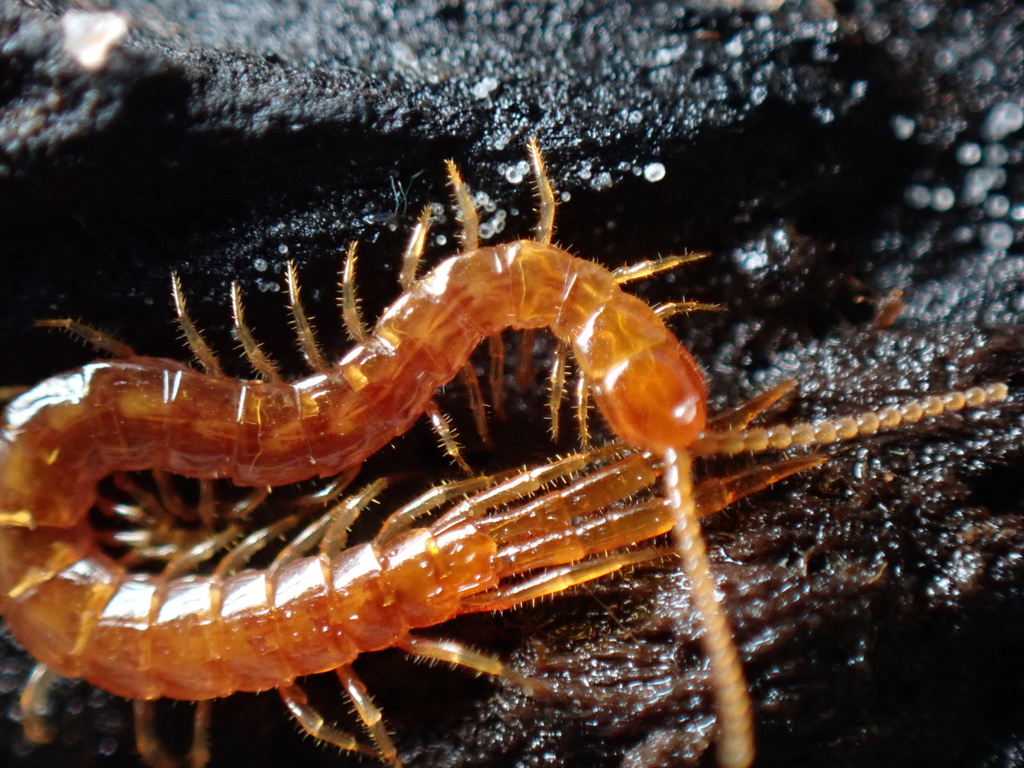 Common Cryptops