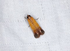 Piesmopoda semilutea