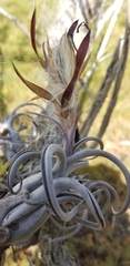 Tillandsia paucifolia