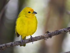 Sicalis flaveola