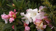 Rhododendron pseudochrysanthum