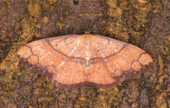 Pylargosceles steganioides