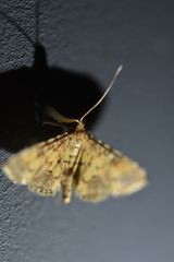 Lamprosema
