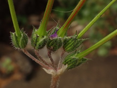 Erodium chium