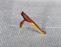 Caloptilia recitata
