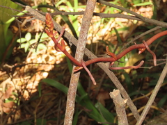 Erythrorchis altissima