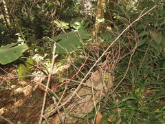 Erythrorchis altissima