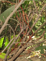 Erythrorchis altissima