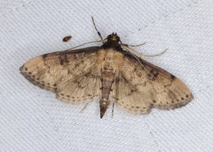 Nacoleia charesalis