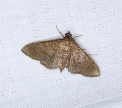 Omiodes tristrialis