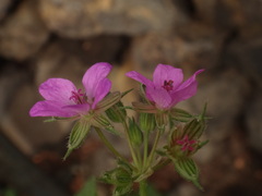 Erodium chium