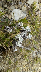 Anaphalis nepalensis