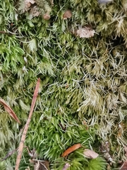 Leucobryum juniperoideum