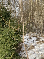 Larix decidua