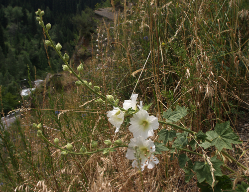 Alcea nudiflora, photograph 1