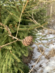 Larix decidua