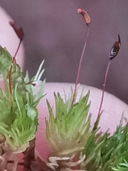 Leucobryum juniperoideum