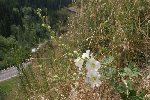Alcea nudiflora, photograph 2