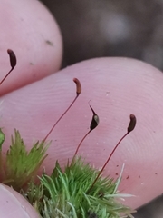 Leucobryum juniperoideum