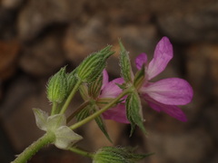 Erodium chium