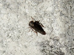 Acericerus vittifrons