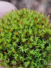 Ulota crispa