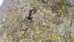 Micrathena swainsoni