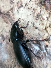 Pterostichus madidus