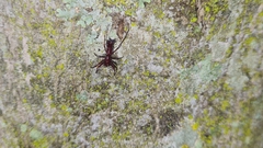 Micrathena swainsoni