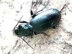 Pterostichus madidus