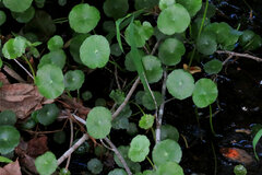 Hydrocotyle umbellata