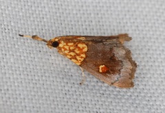 Agrotera