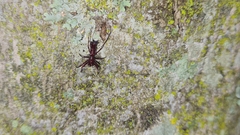 Micrathena swainsoni