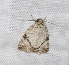 Blenina quinaria