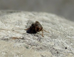 Acericerus vittifrons