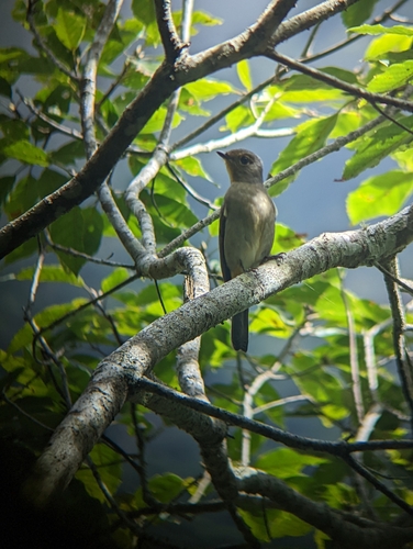Taiwan Vivid Niltava (Niltava vivida), photo 8