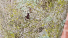 Micrathena swainsoni
