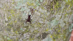Micrathena swainsoni