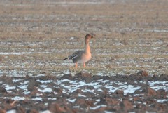 Anser serrirostris rossicus