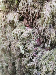 Thamnobryum alopecurum