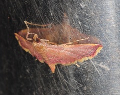 Endotricha olivacealis