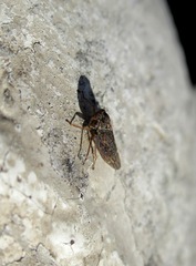 Acericerus vittifrons