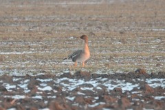 Anser serrirostris rossicus