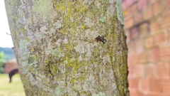 Micrathena swainsoni