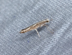 Epicephala lativalvaris