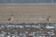 Anser serrirostris rossicus